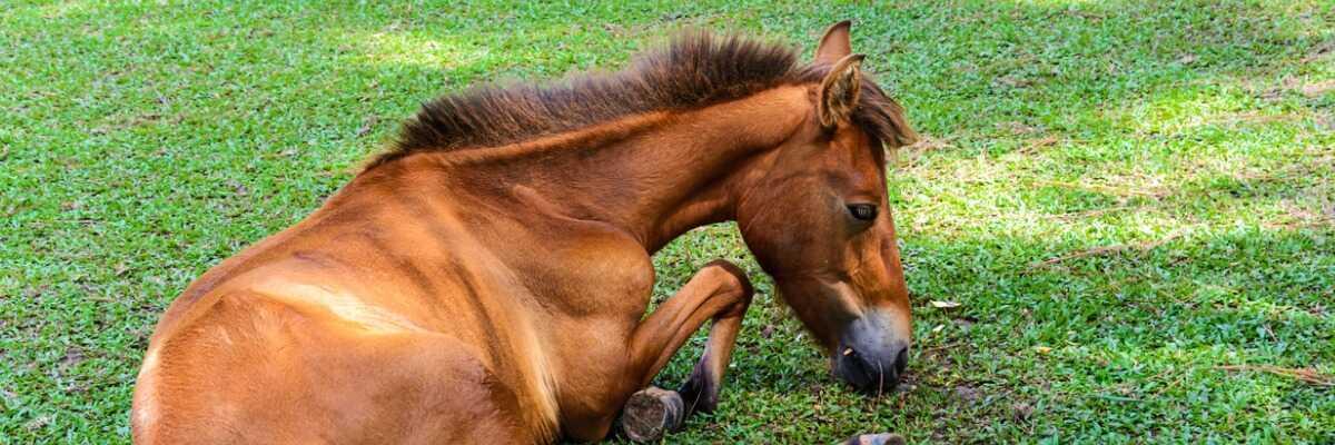 L'arthrose chez le cheval : comment la soulager et la prévenir
