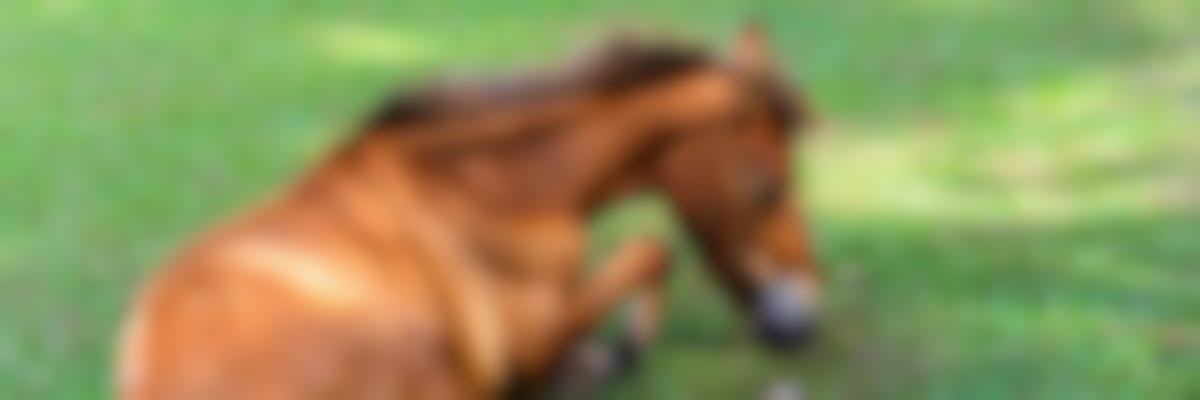 En savoir plus sur l’arthrose chez le cheval