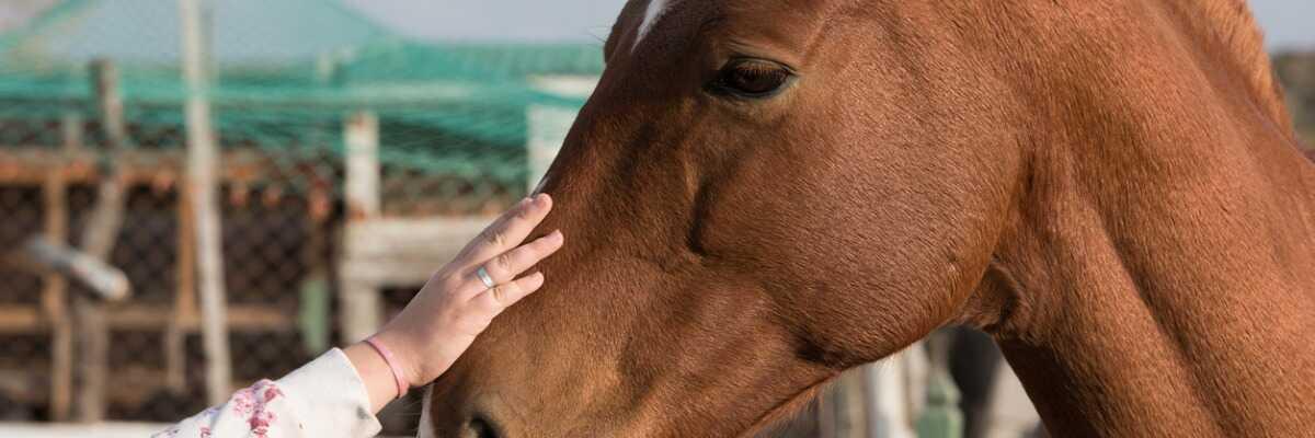 Les pathologies des yeux chez le cheval