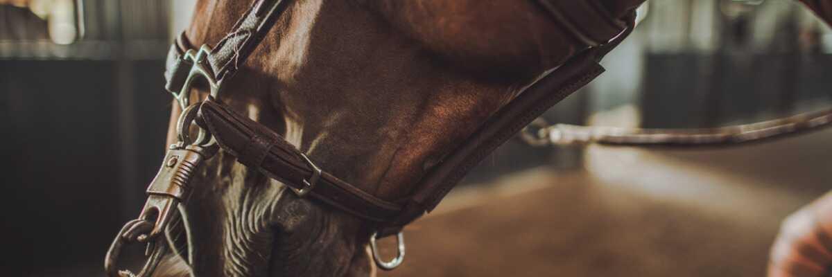 Les règles à suivre pour une vermifugation efficace sur votre cheval