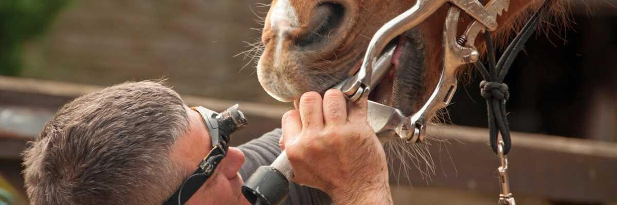 Comment entretenir les dents de votre cheval