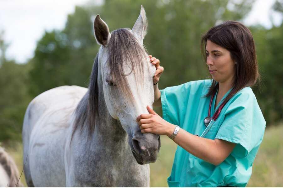 Éliminer efficacement les teignes chez son cheval