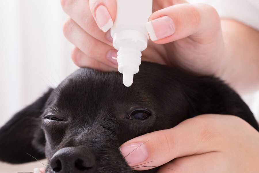 Reconnaître les signes de conjonctivite chez le chien rapidement