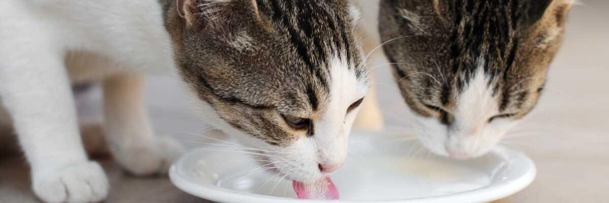 Donner du lait à son chat : une pratique nocive ?