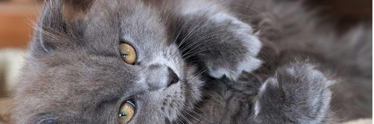 Pellicules Du Chat Comment Eliminer Les Pellicules Chez Le Chat Vetostore