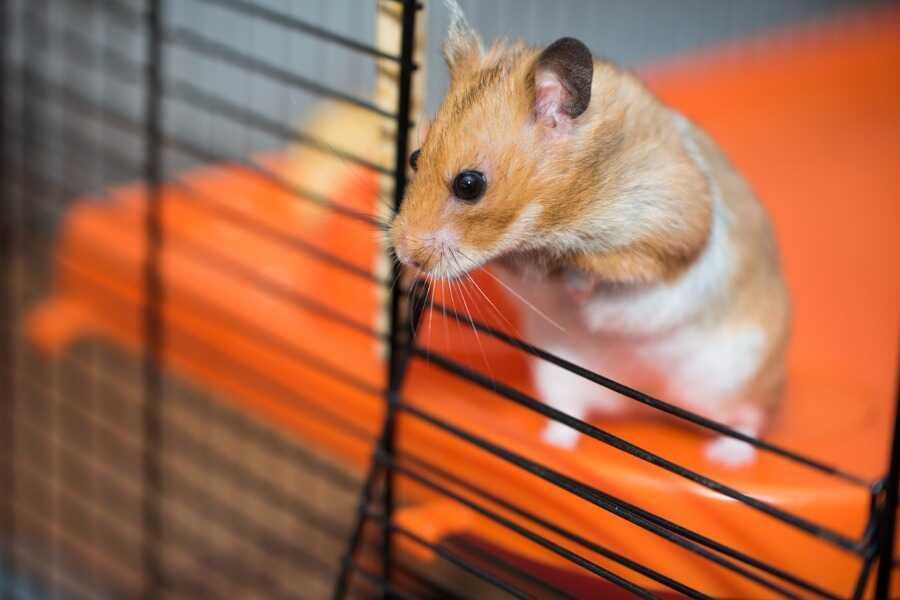 Identifier facilement le sexe de son hamster à la maison