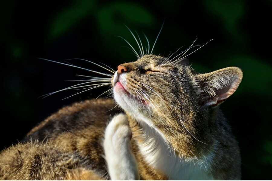Soigner l’eczéma de son chat avec des solutions efficaces