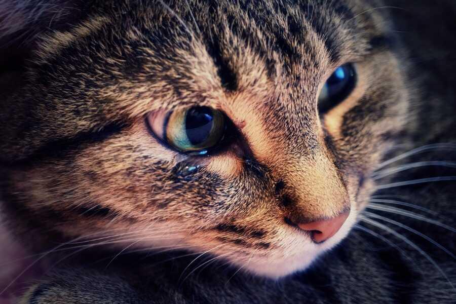 Chat qui pleure : que faire ?