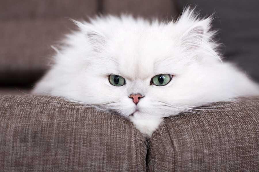 Les meilleures croquettes pour un chat Persan en pleine forme