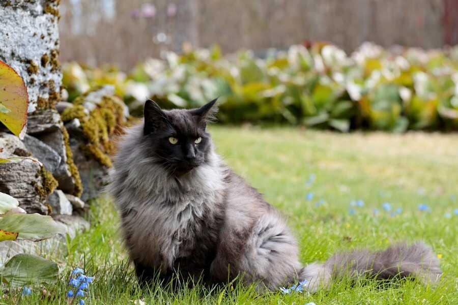 Les meilleures croquettes pour un chat Norvégien en pleine forme