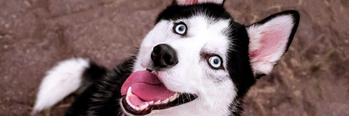 Quelles croquettes pour un chien Husky de Sibérie ?
