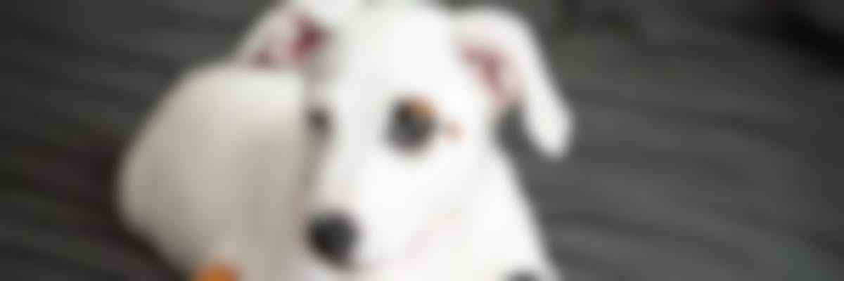 Quelles croquettes pour un chien Jack Russell Terrier ?