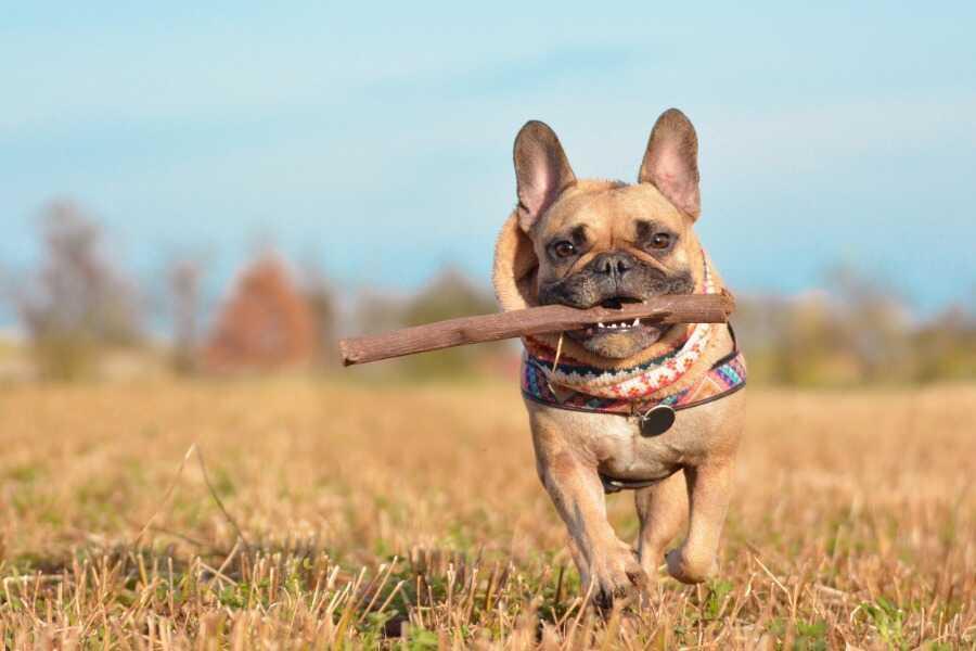 Les meilleures croquettes pour un Bouledogue Français en bonne santé
