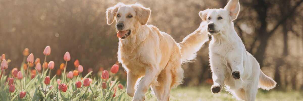 Welke voeding past het best bij mijn hond ?