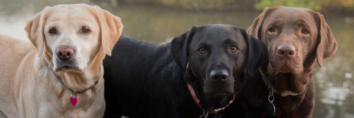 Labrador - Conseil pour l'alimentation de votre chien Labrador