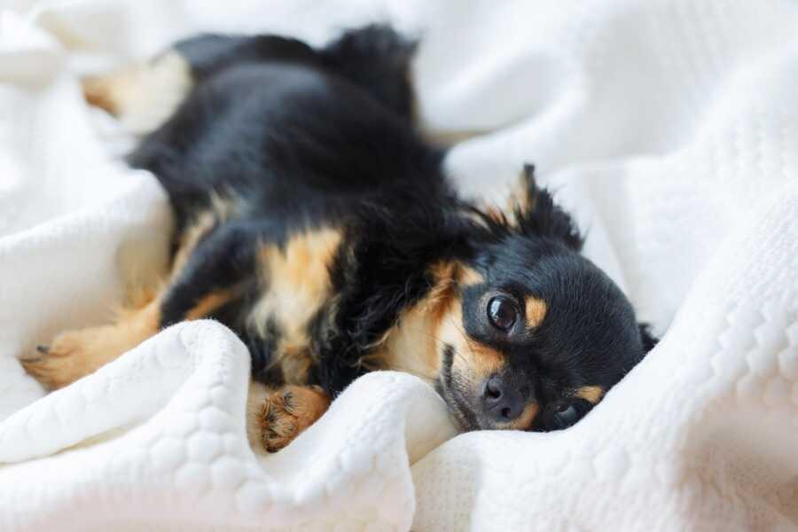 Les meilleures croquettes pour un Chihuahua en pleine santé