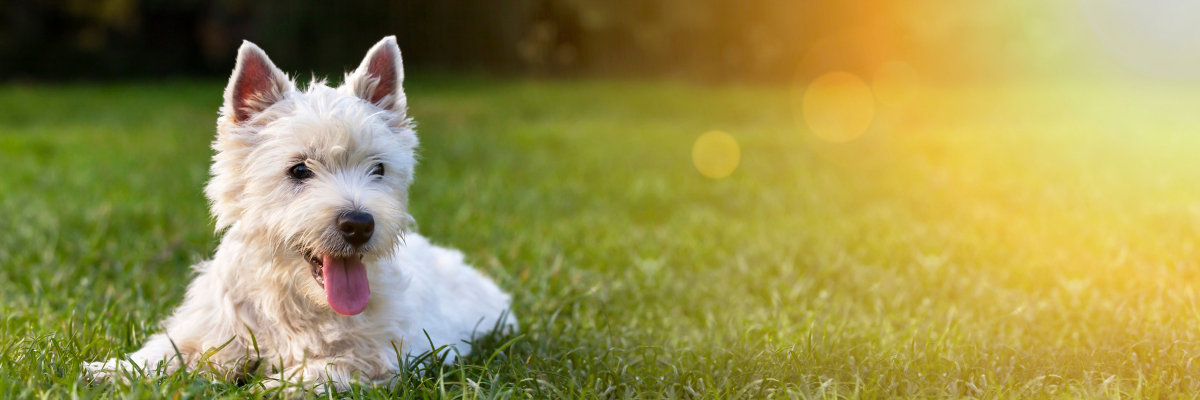5 conseils pour prévenir les problèmes de vessie chez votre chien
