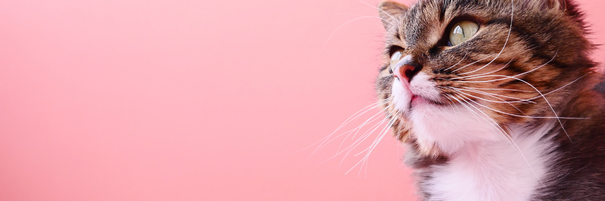 5 tips om je kat te behoeden voor blaasproblemen