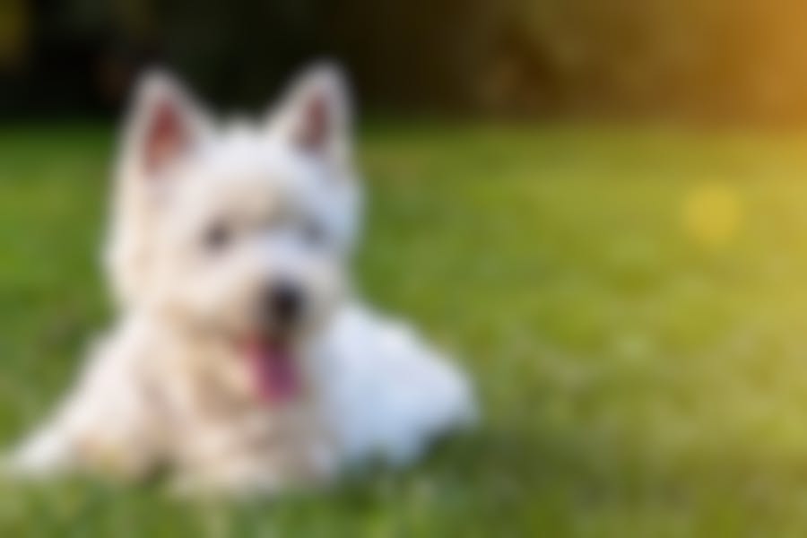 5 tips om je hond te behoeden voor blaasproblemen