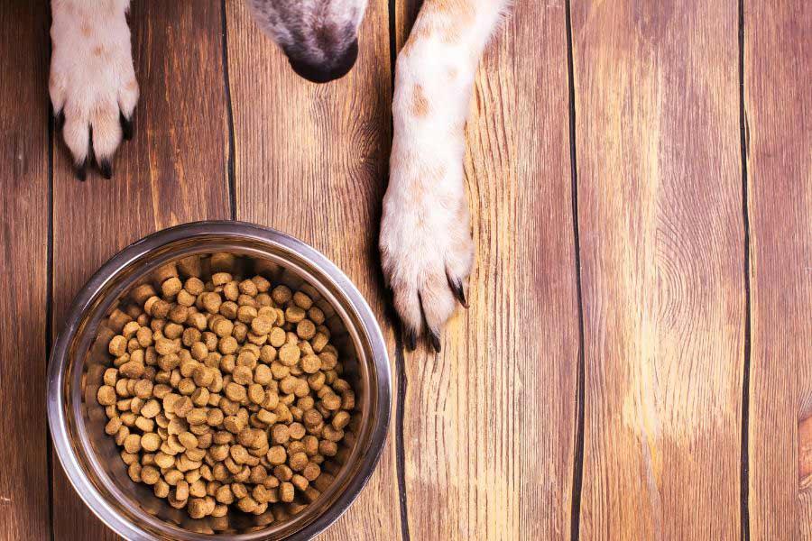 changement croquettes chien