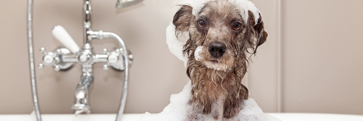 Plan en 7 étapes pour laver votre chien sans tracas.