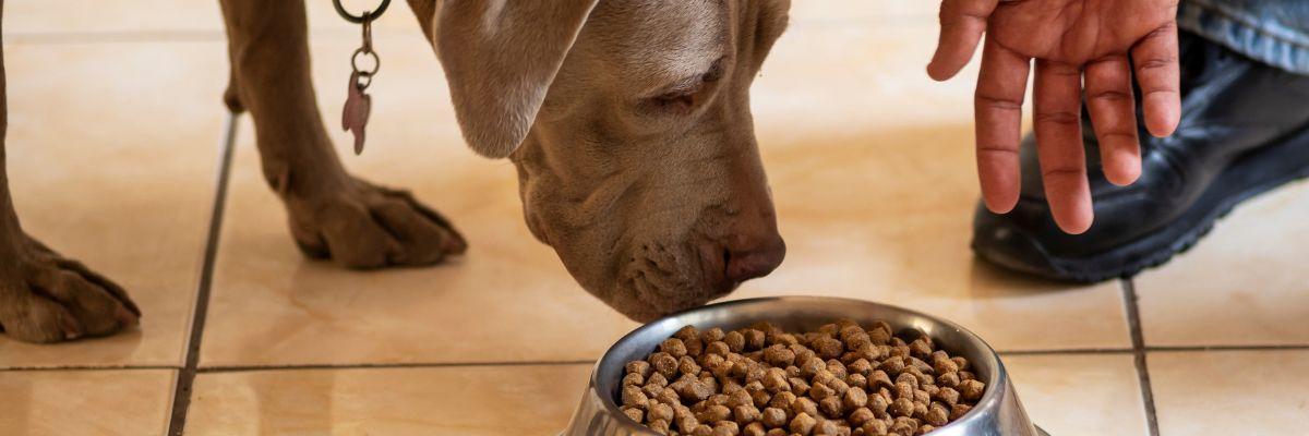 L'abonnement de croquettes pour chien : comment ça marche ? –