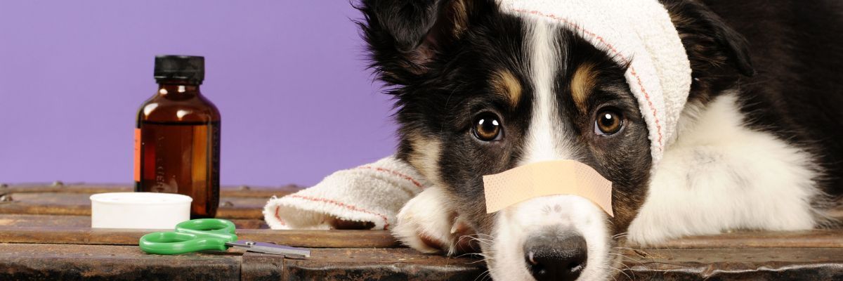 aandoeningen hond