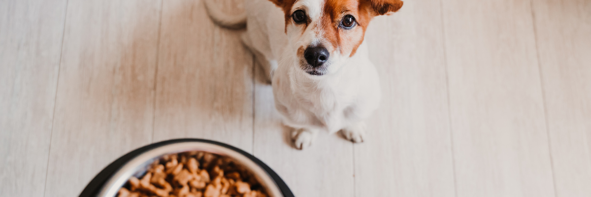 Quelle nourriture convient le mieux à mon chien?