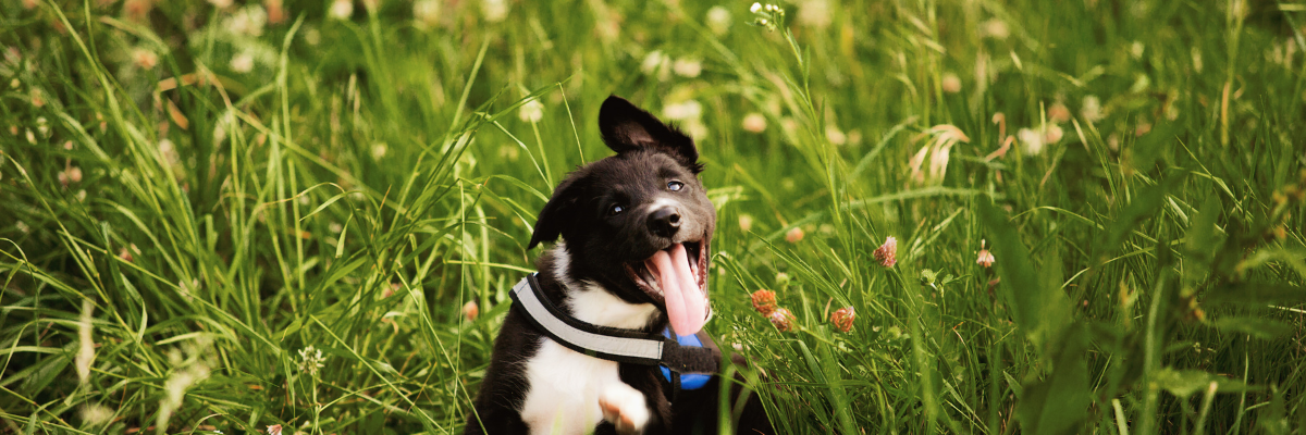 Les allergies chez les chiens 