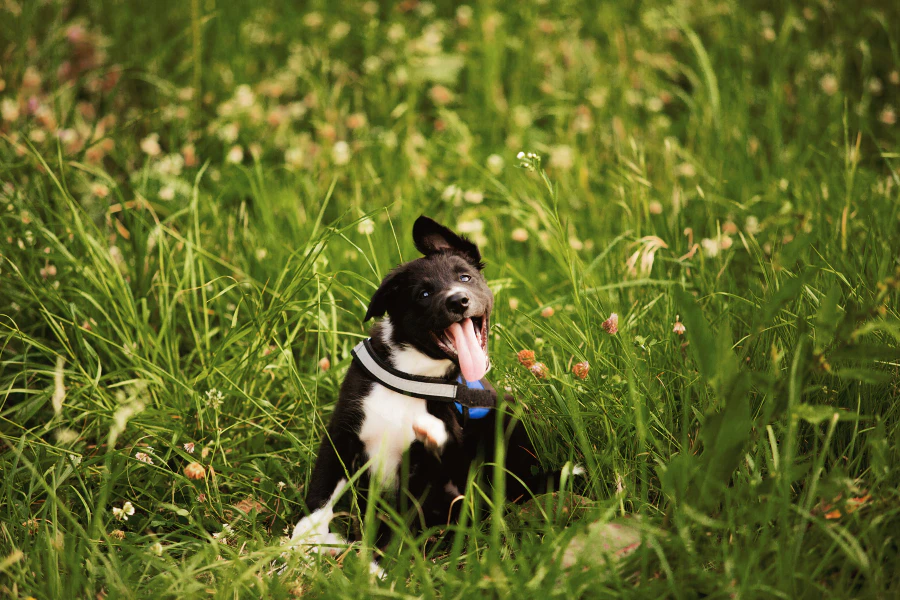 Kleine zwarte hond zit in het gras