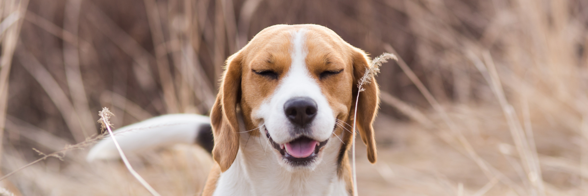 Hond met atopie wandelt rond in hoog gras