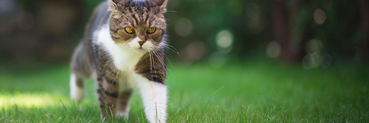Conseil Vétérinaire - Blog - Le complément alimentaire Zylkène : pour des  vacances sereines sans son chat