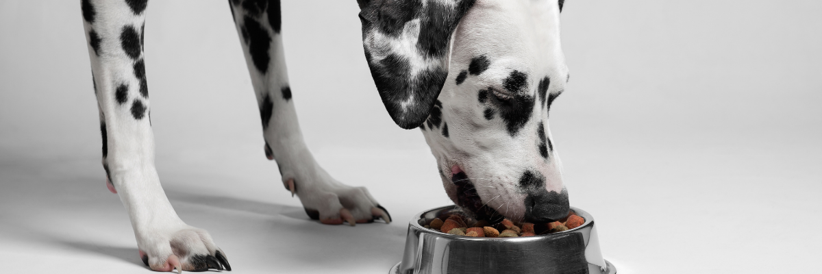 body condition van je hond