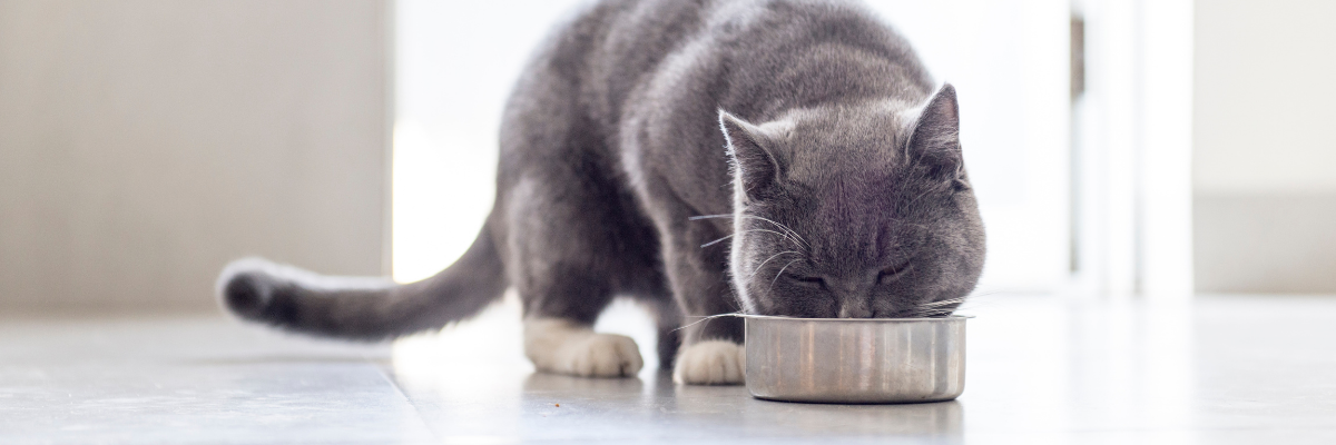 Body condition van kat