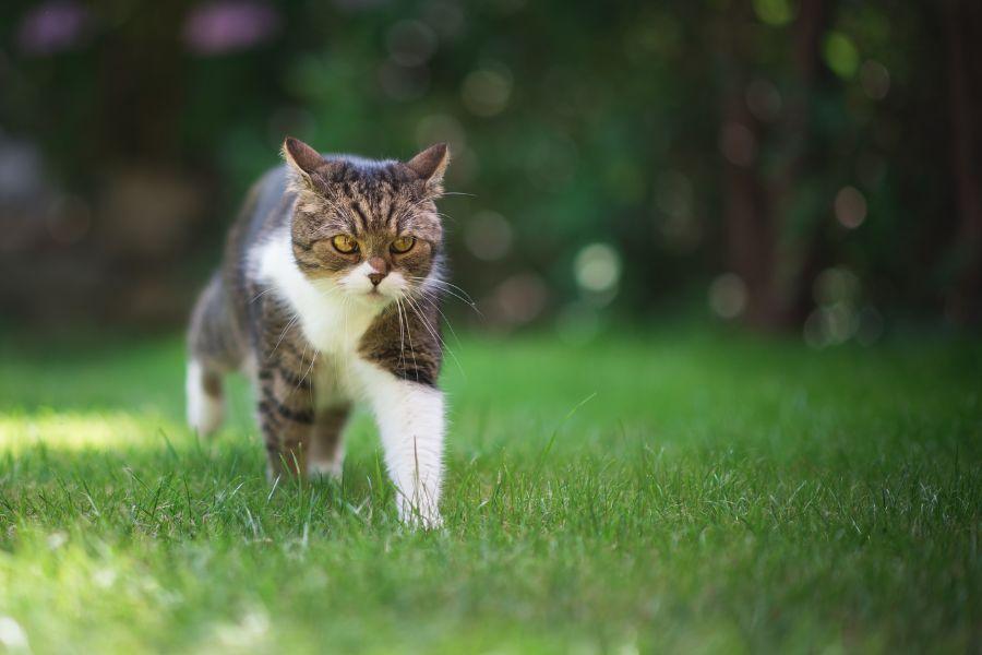 etat corporel chat