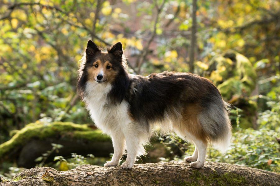 etat corporel chien
