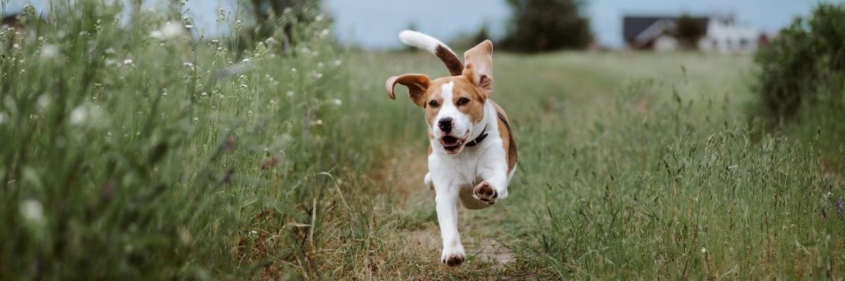 Beagle aan lopen in het gras