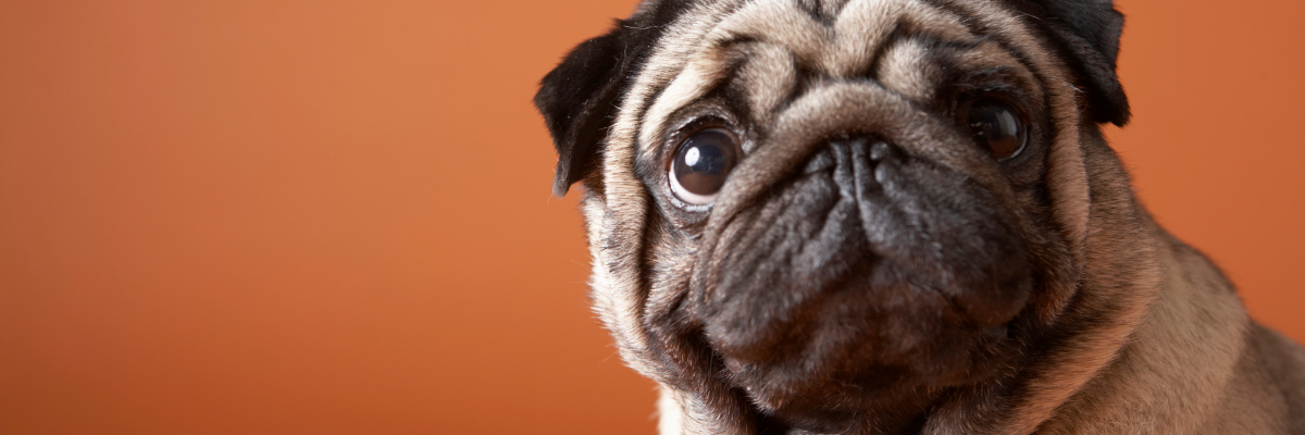 Eerste hulp bij blaasontstekingen bij honden
