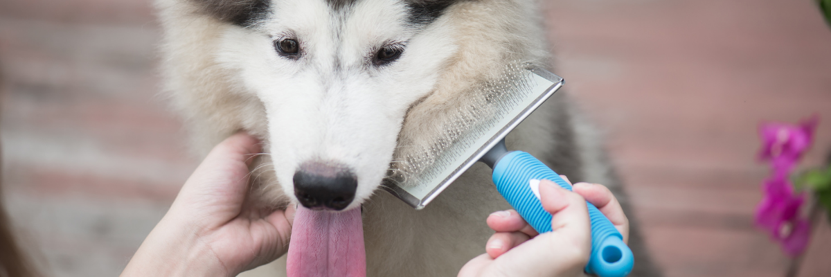 brossage de votre chien