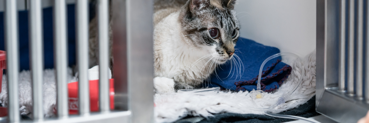 Calculs vésicaux et cystite chez les chats