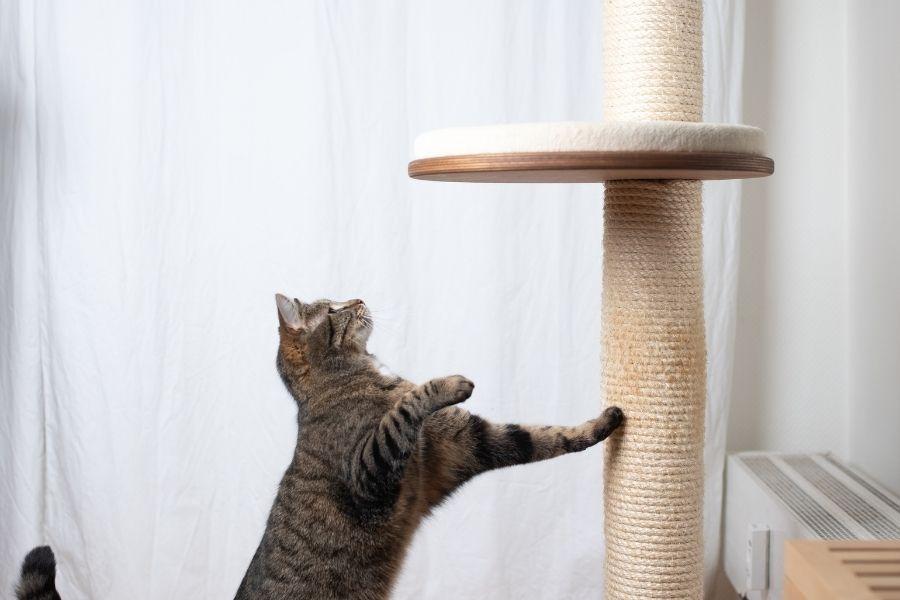 Pourquoi les chats ont-ils besoin d'un griffoir ?