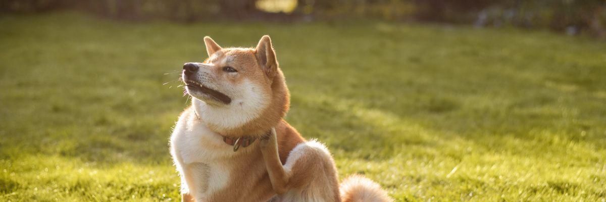 Votre chien souffre de démangeaisons dues à une allergie de contact.
