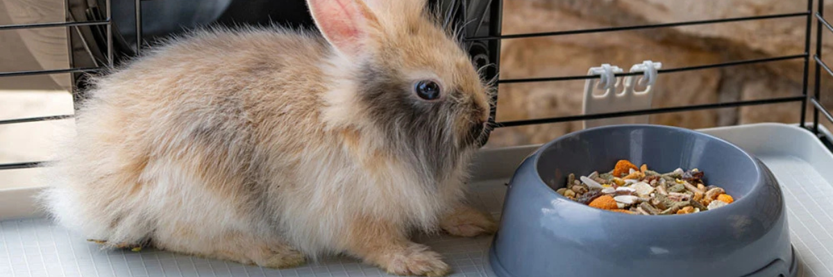 Het essentiële voor de kooi van je konijn