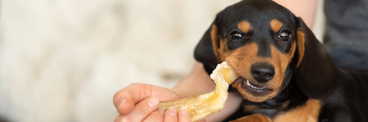4 voordelen van kauwen voor je hond