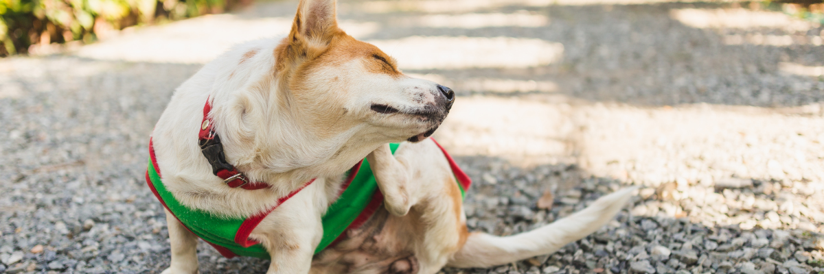 Mon chien a des démangeaisons, que faire ?