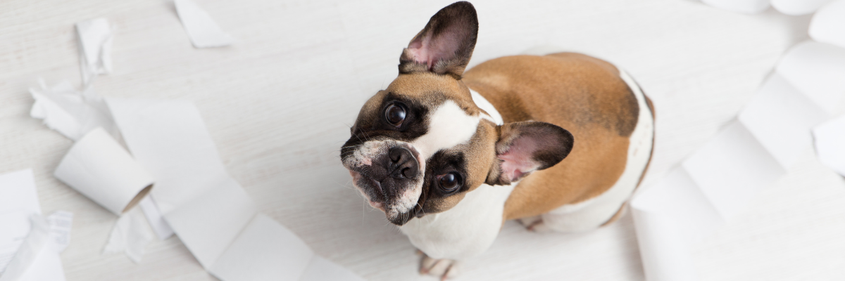 Au secours, mon chien a la diarrhée ! 