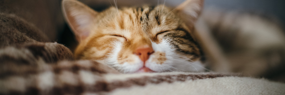 Gelukkige kat dankzij 9 basisbehoeften