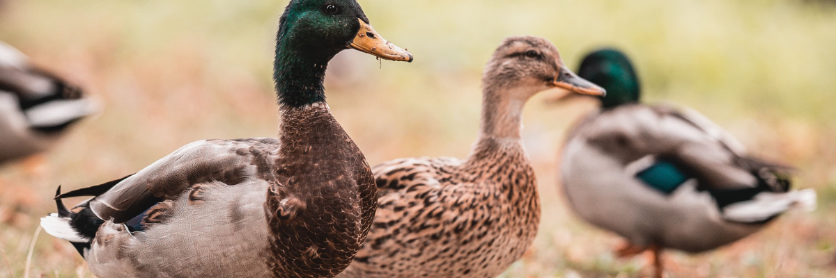 Een eend als huisdier in de tuin. Ontdek 6 voordelen.