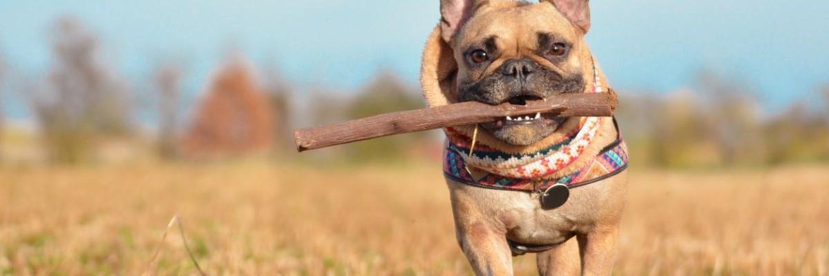Wandelende Franse Bulldog met stok in bek