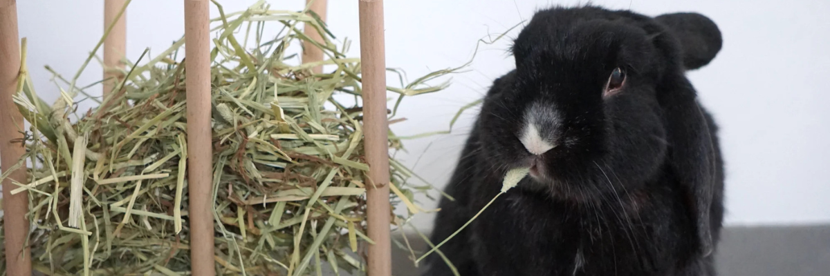 Gezonde konijnentanden